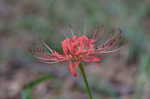 Magic lily <BR>Red spider lily